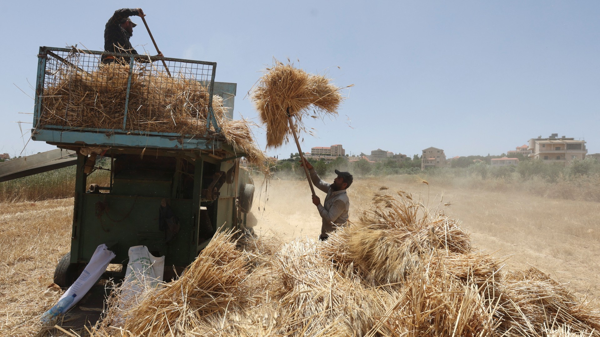 A farmer threshes newly harvested wheat in a field in Mays al-Jabal, southern Lebanon, 17 June, 2023 (Reuters/Aziz Taher)