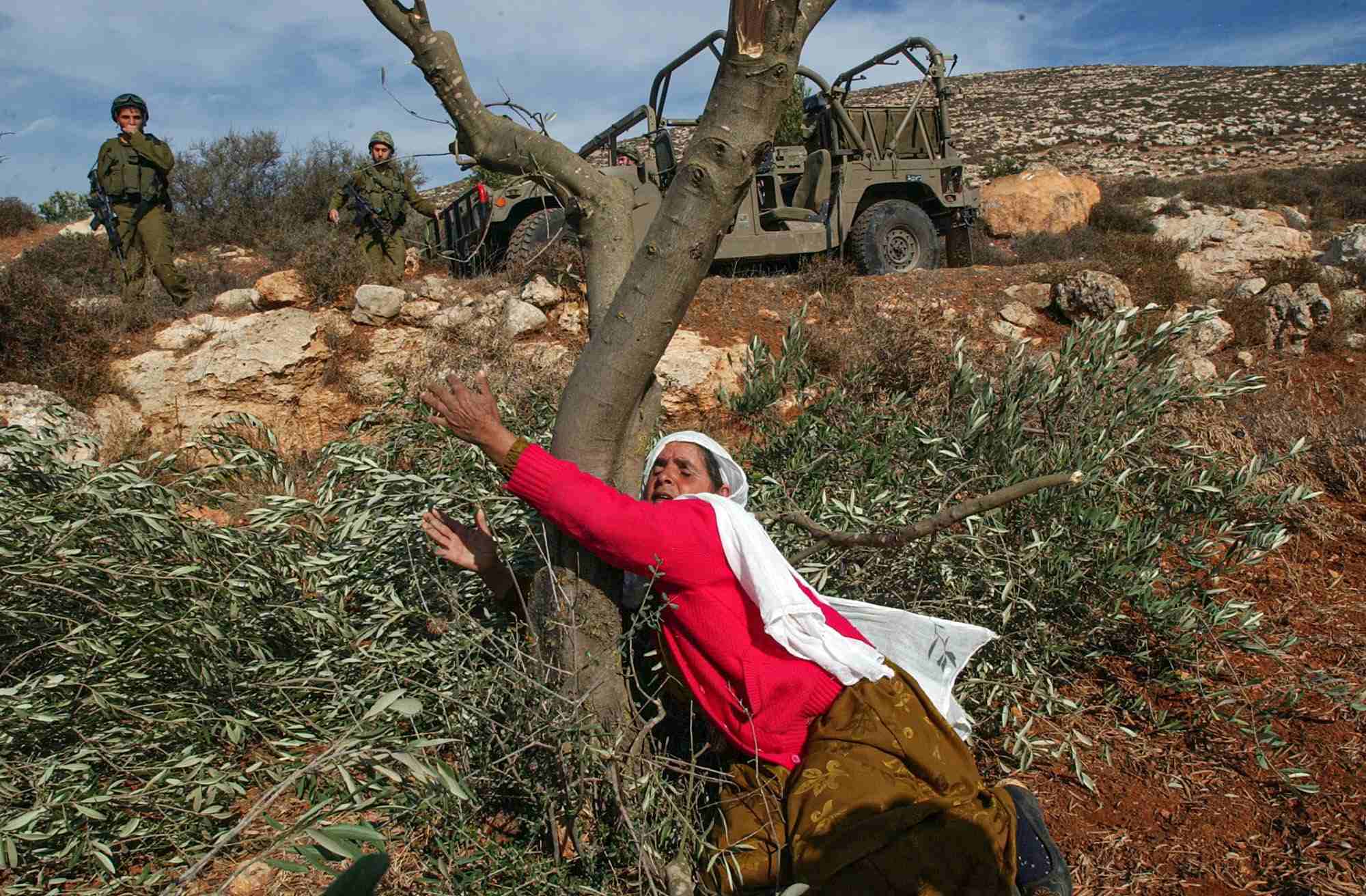Une Palestinienne en pleurs serre dans ses bras un olivier coupé par des colons israéliens près de Naplouse en 2005 (Nasser Ishtayeh)