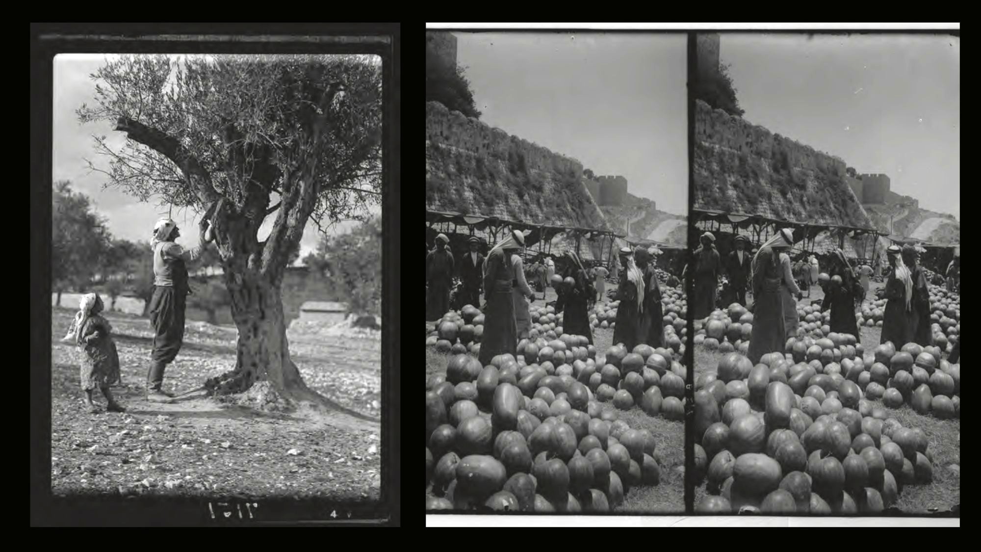 A Palestinian man prunes an Olive Tree (left); A melon market, 1900-1920 (MEE/Haymarket Books)