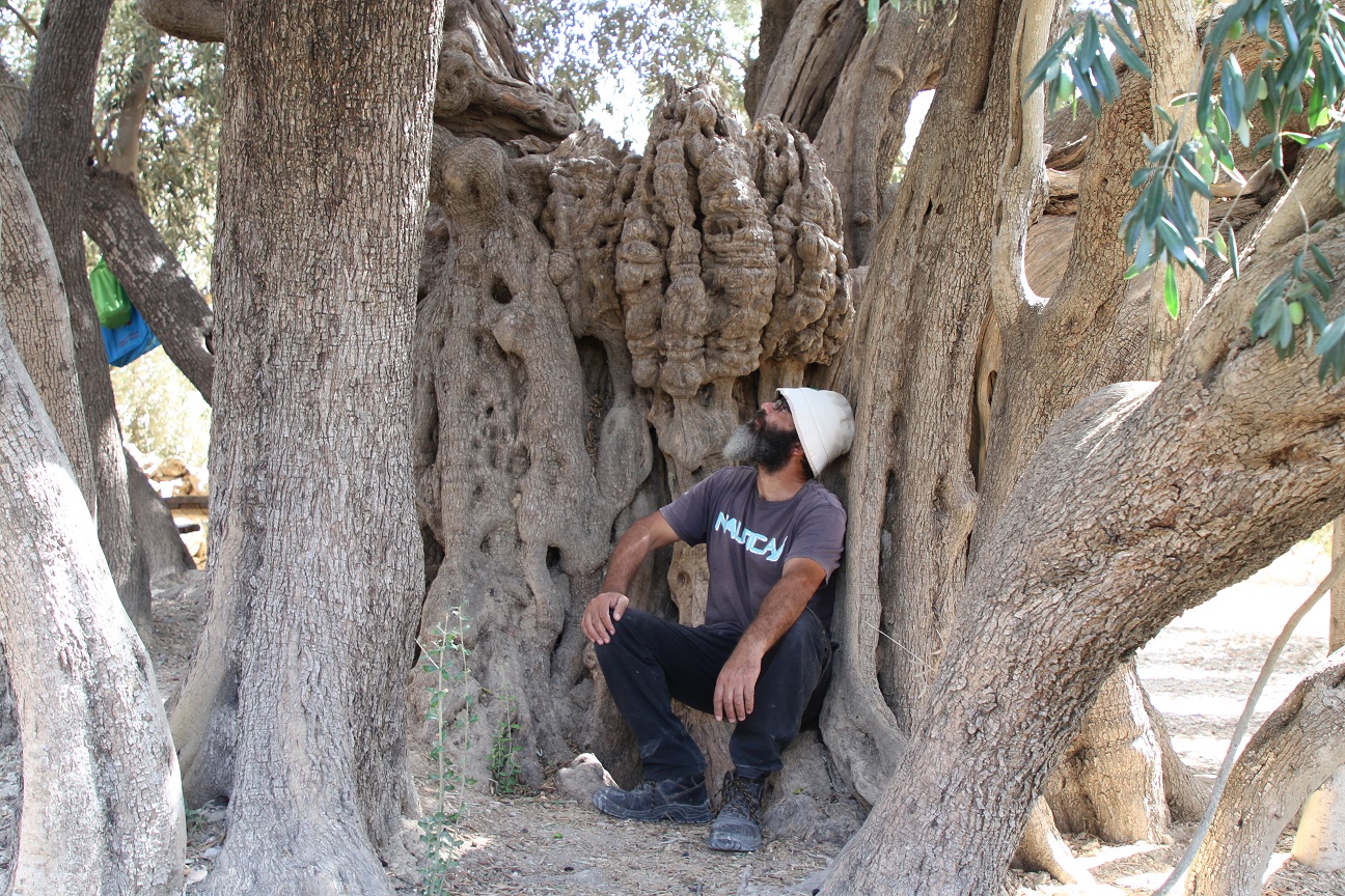 L’olivier d’al-Walaja est l’un des quelque 11 millions d’oliviers que compte la Palestine (MEE/Abdulrahman Yunis)