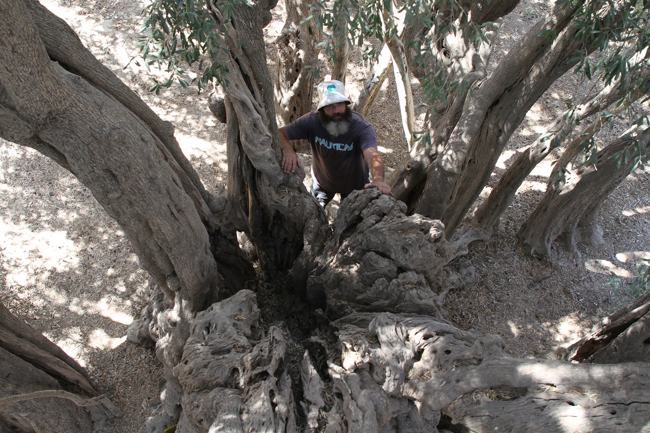 Oldest olive tree in Palestine
