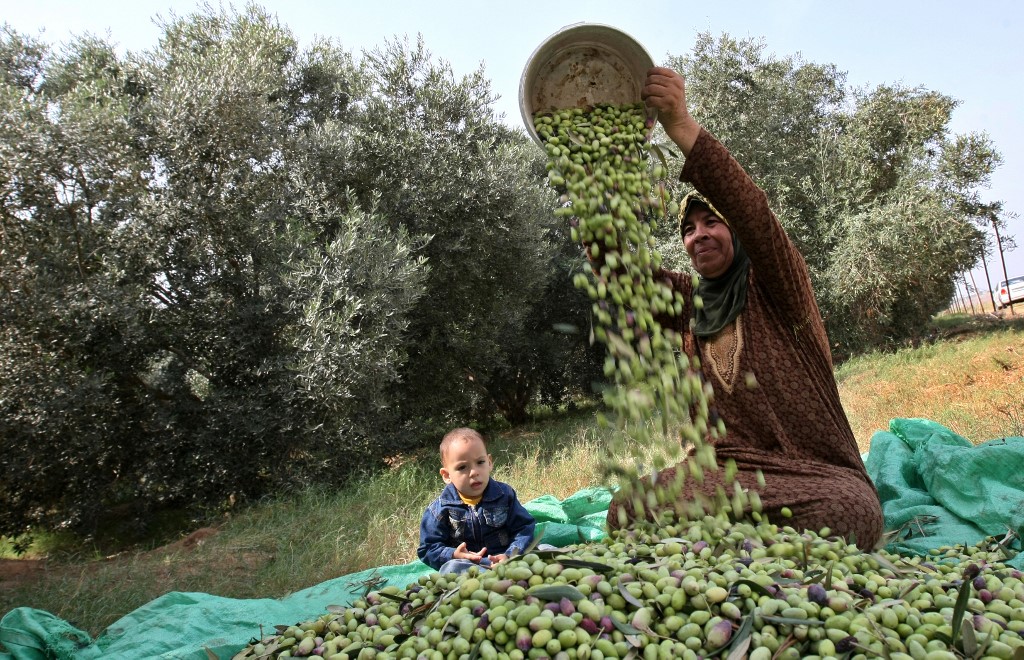 palestine harvest