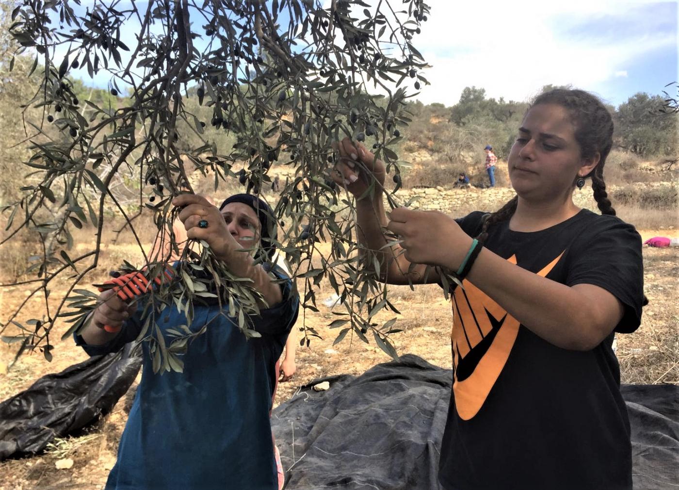 Une famille palestinienne récolte des olives pendant une visite sur ses terres agricoles au nord-est de Ramallah, le 2 novembre 2019 (MEE/Shatha Hammad)