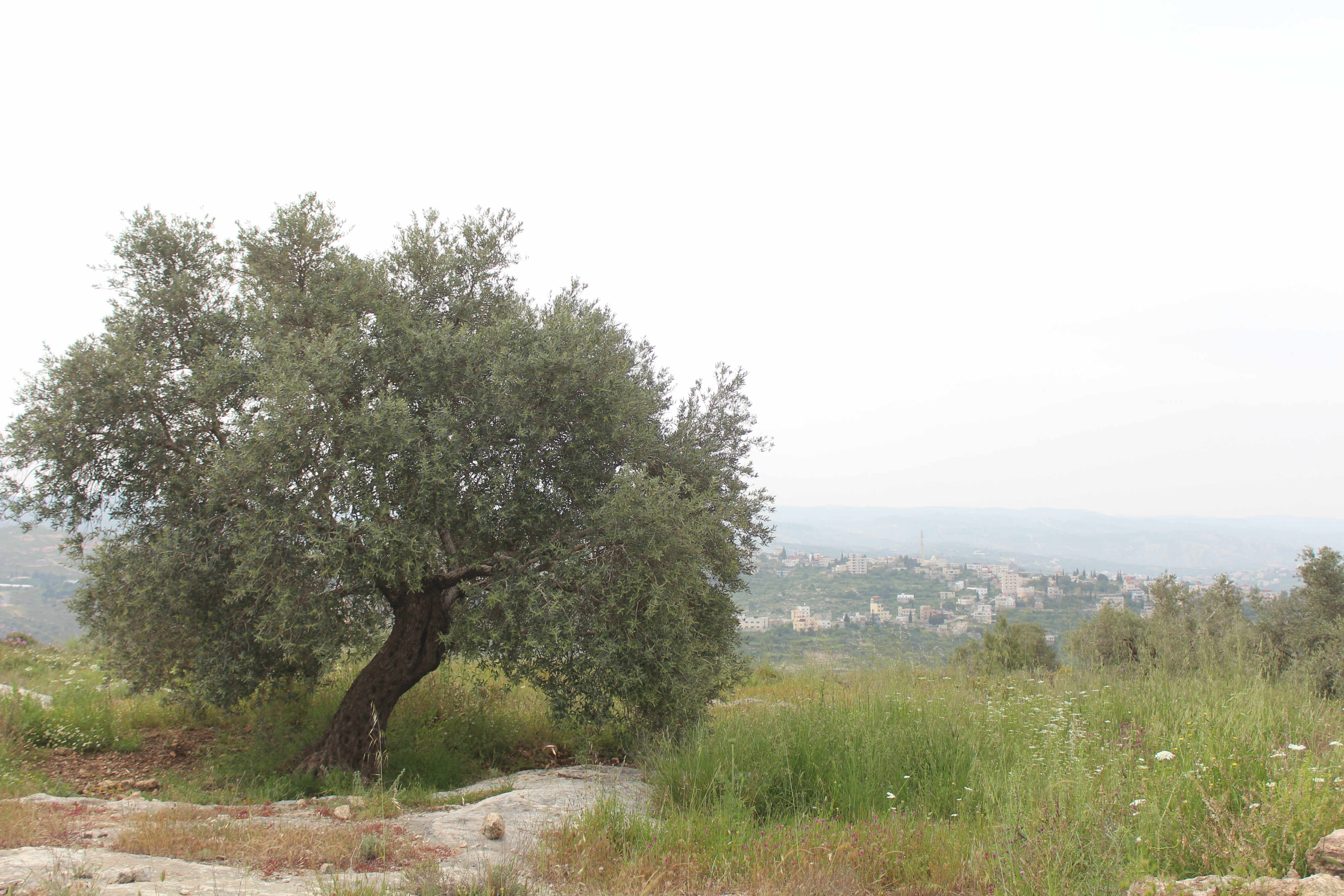 Settlers have destroyed ancient Roman olive trees (MEE/Shatha Hammad)
