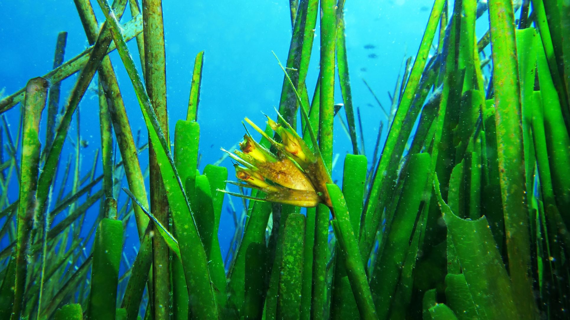 posidonia-underwater-flickr-charlotte-nadadora