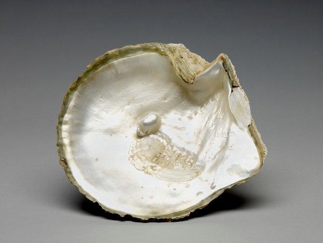 Une coquille d’huître avec une grosse perle embryonnaire incrustée à l’intérieur (Royal Collection Trust)