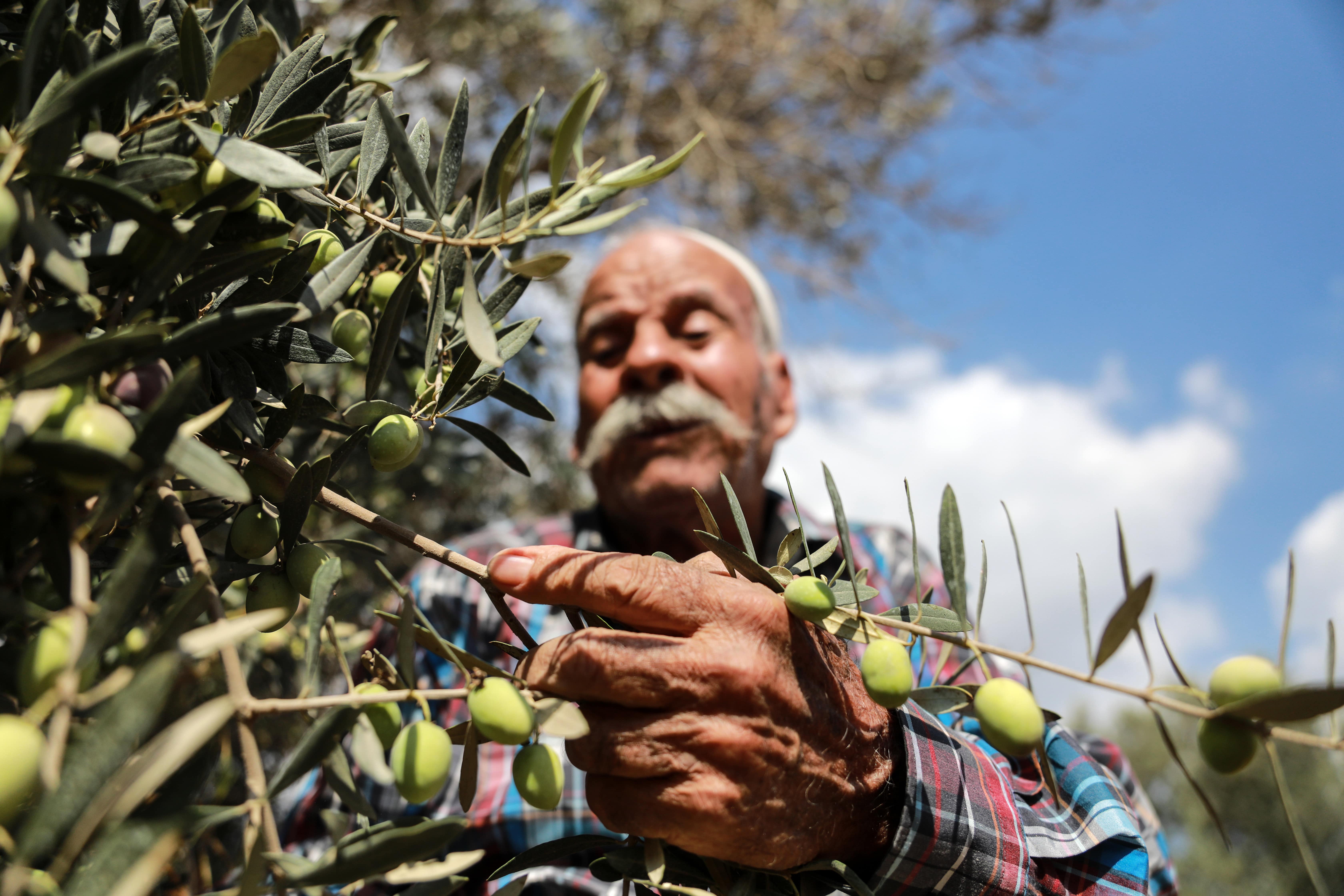 olive harevesting palestine 2021 