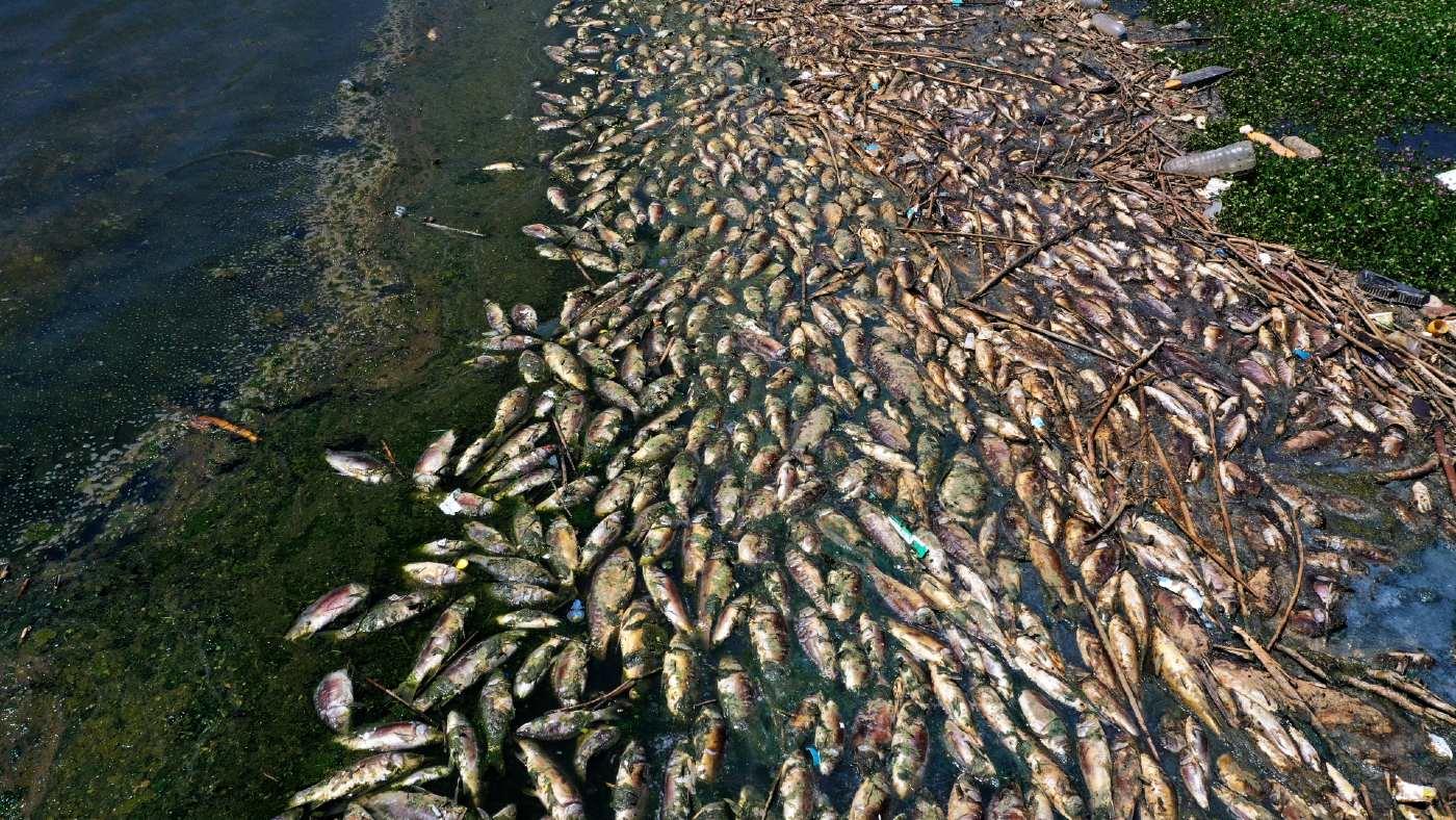 Lebanon-dead-fish-pollution-qaraoun-april-2021-afp