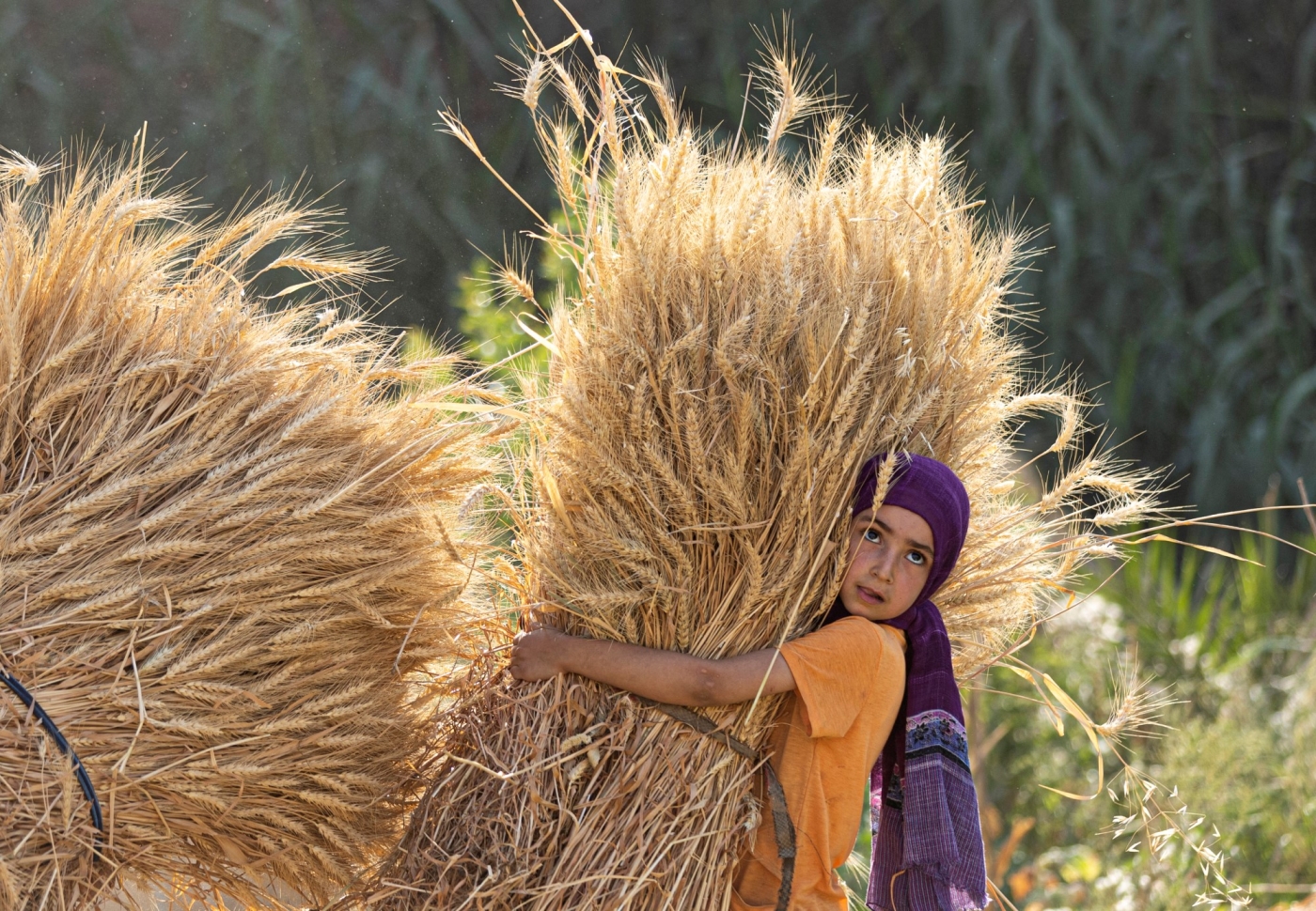 An Egyptian girl takes part in wheat harvest in Bamha village near al-Ayyat town in Giza province, some 60Km south of the capital on May 17, 2022 (AFP)