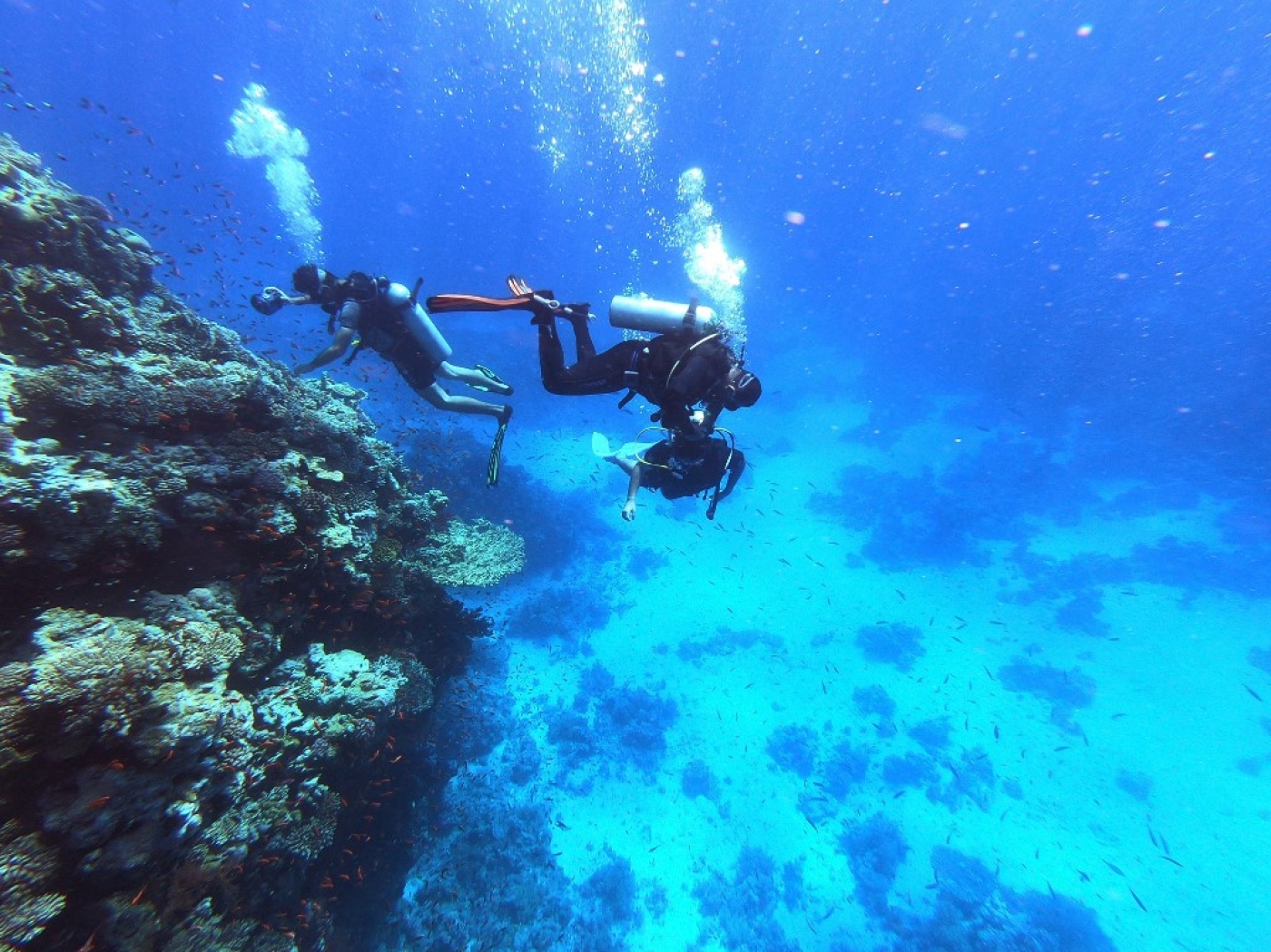 Sans corail, plus du quart de la vie marine est menacée (AFP/Khaled Desouki)