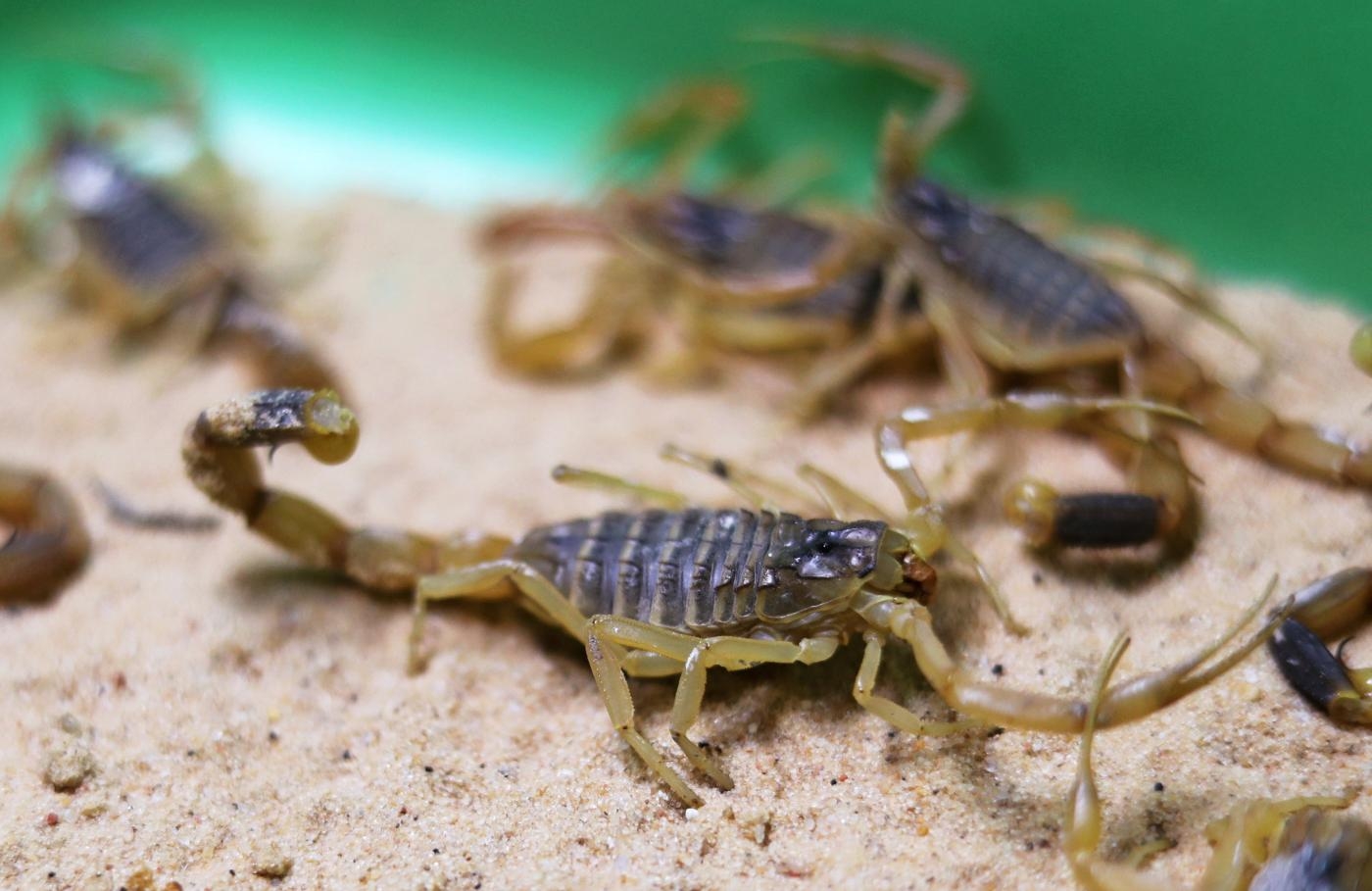 Plus de 400 personnes ont été piquées par des scorpions à Assouan (AFP)