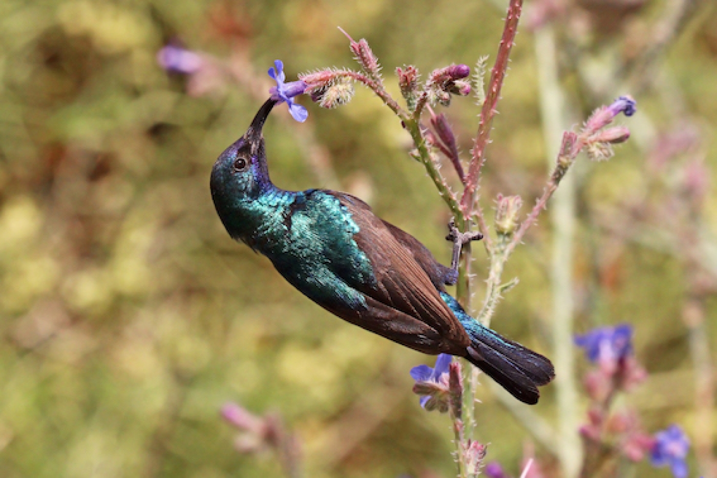The Palestine sunbird was adopted by the Palestine Authority as the national bird in 2015 (Wikimedia)