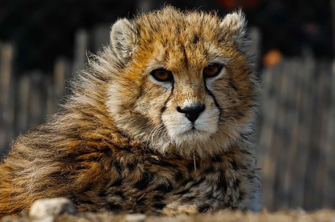 Nine-month old photo from state news agency of cheetah Pirouz (Fars)