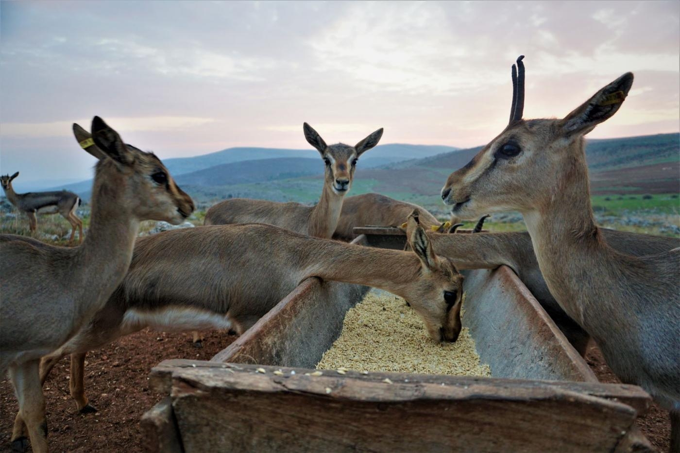 Les gazelles de montagne prennent leur deuxième repas de la journée au coucher du soleil à la station d’élevage de Kırıkhan (MEE/Nimet Kıraç)
