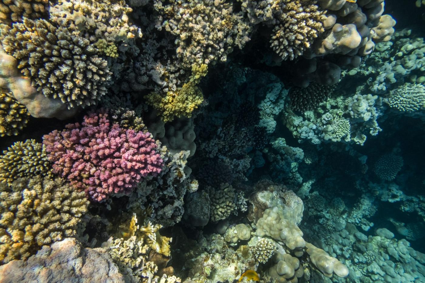Des coraux sains à Islands, un spot de plongée à Dahab, en mai 2021 (Elizabeth Fitt)