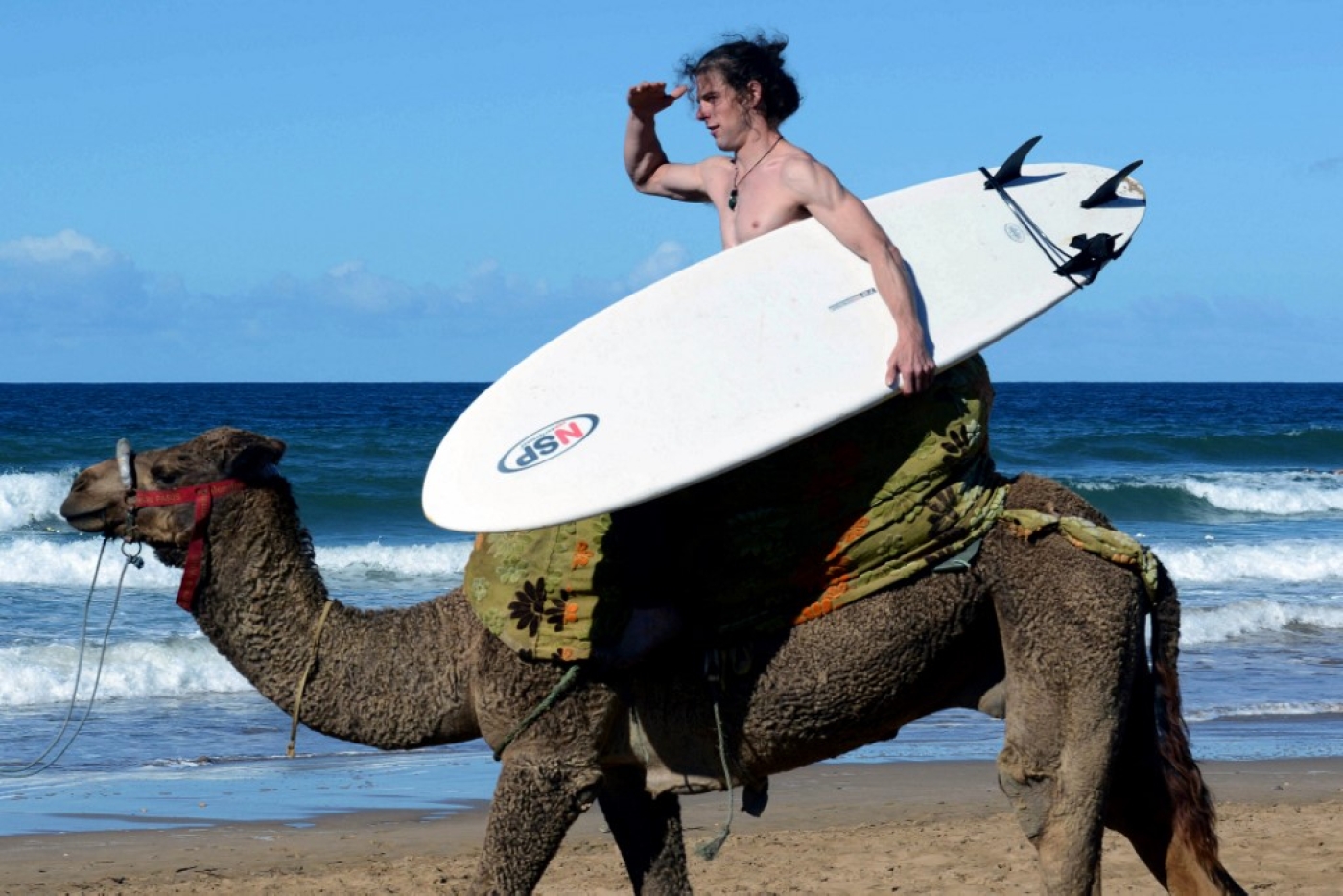 A surfer rides a camel on a beach in the south western Moroccan city of Taghazout on November 10, 2012 (AFP)