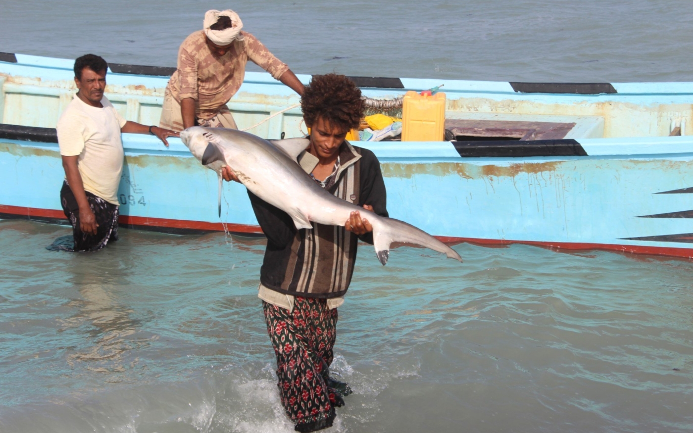 Un pêcheur yéménite ramène sur le rivage un poisson qu’il a attrapé, dans le district d’al-Khokha, dans la province occidentale de Hodeida (AFP)