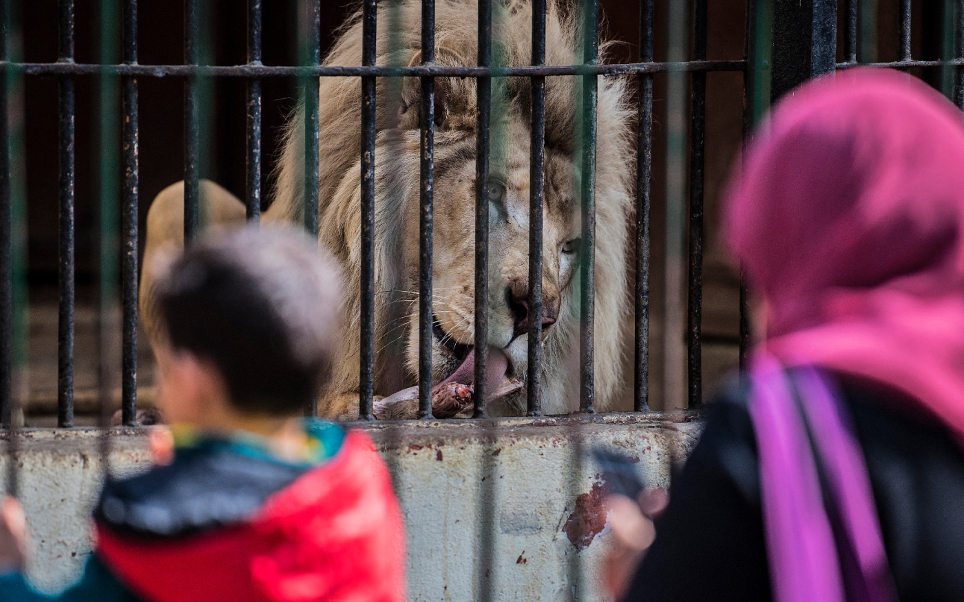 Un lion se nourrit au zoo de Gizeh (Le Caire), le 20 février 2019 (AFP)