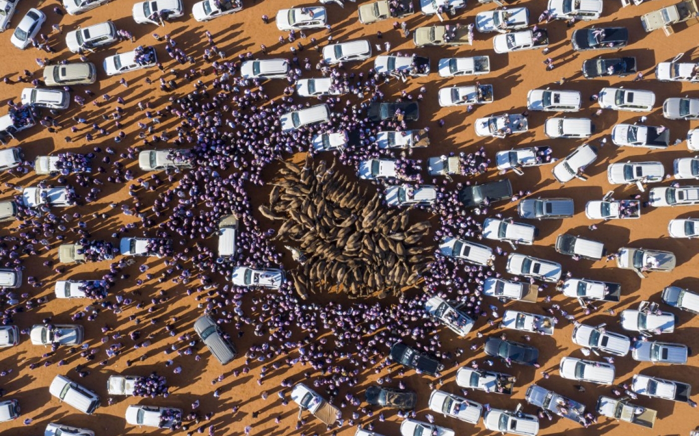 Rassemblement autour des chameaux de compétition au festival de Rumah (AFP/faisal al-Nasser)