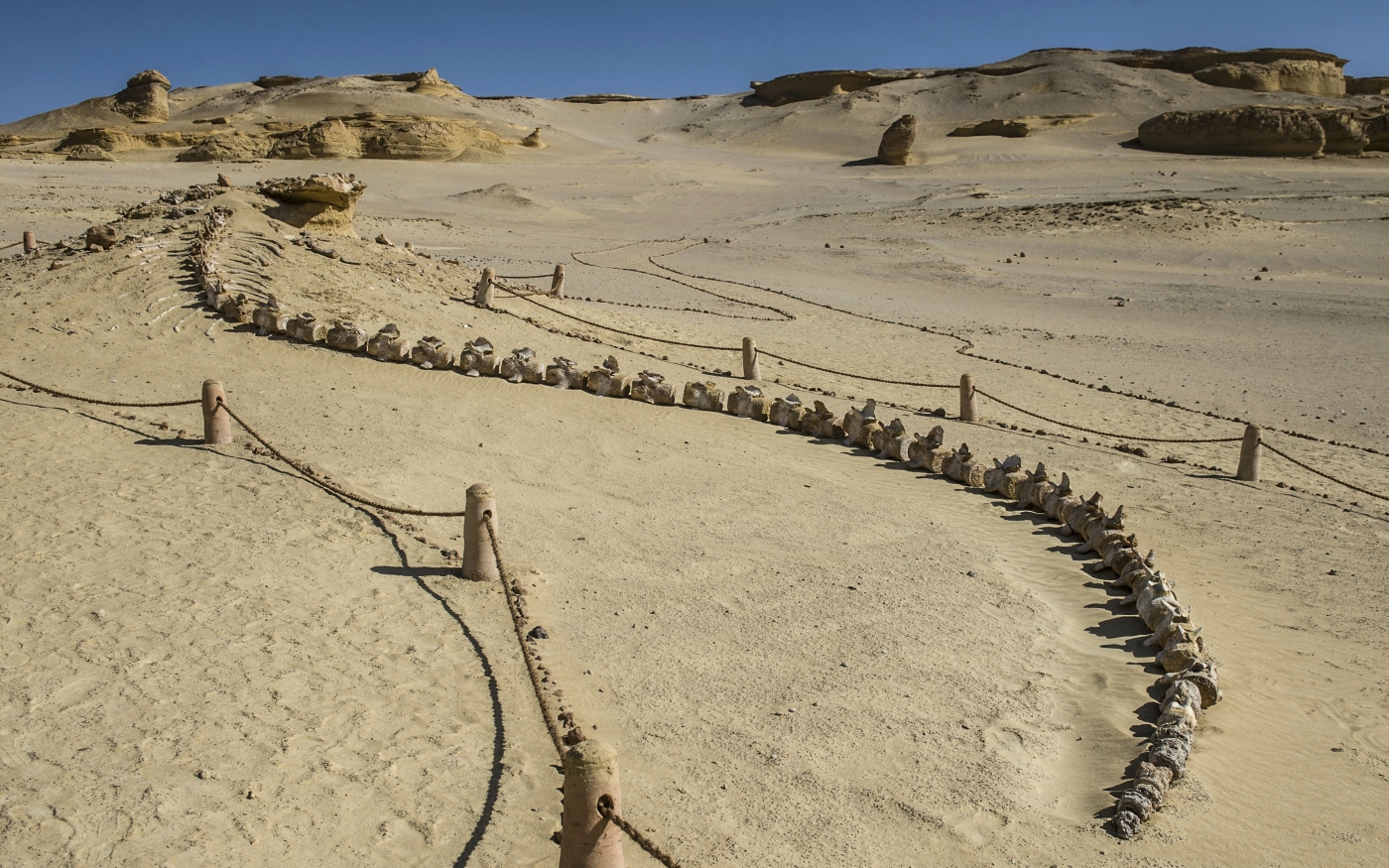 Squelette de baleine sur le site touristique du Wadi al-Hitan, dans le désert égyptien (AFP)