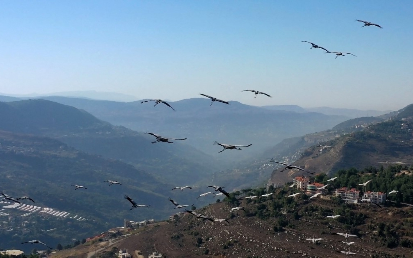 Une vue aérienne montre des grues migratrices survolant la ville libanaise d’Aley sur le mont Liban, au sud-est de la capitale Beyrouth (AFP/Kameel Rayes)