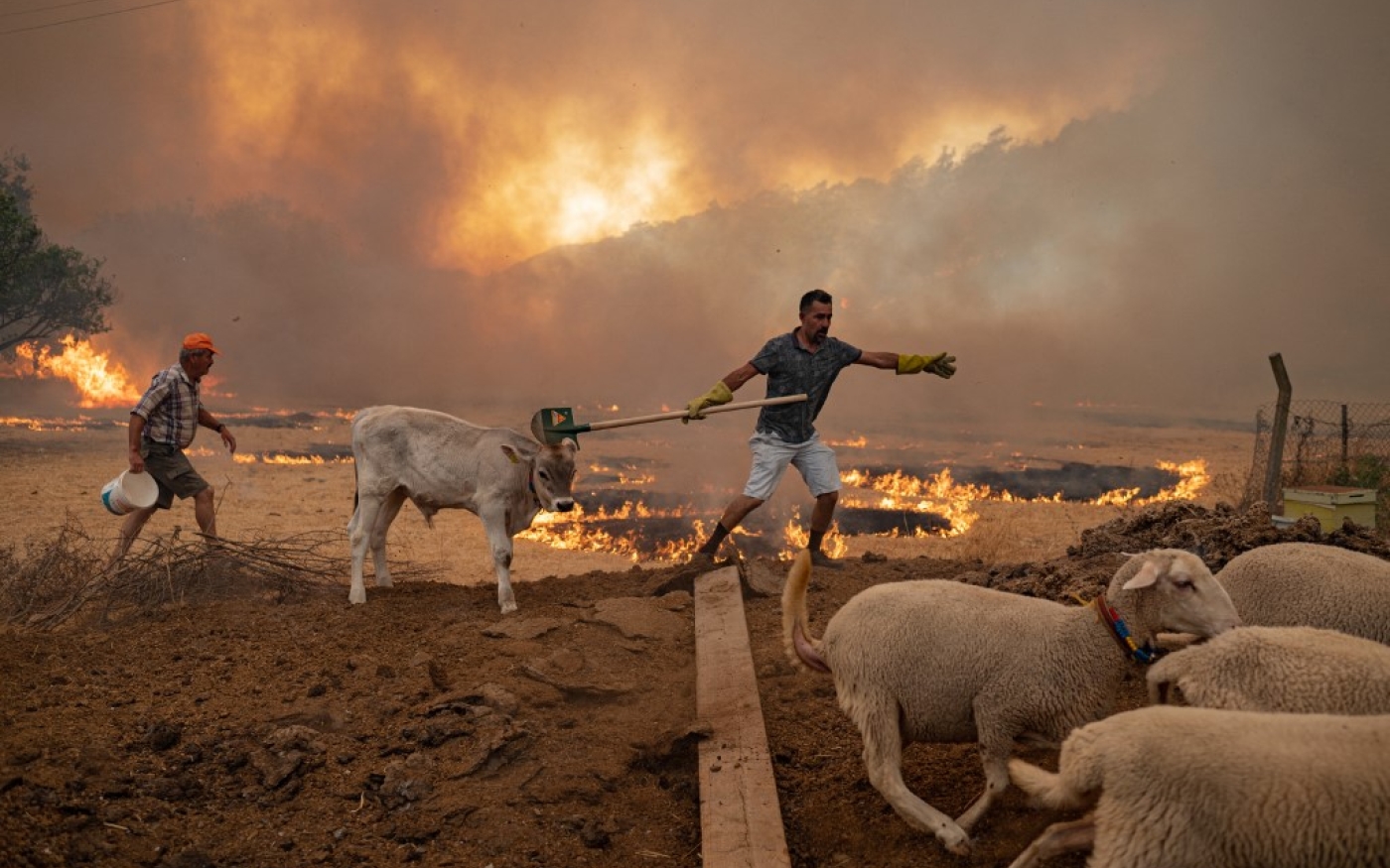 Un homme essaie de sauver son troupeau du feu, dans la région de Marmaris, le 2 août 2021 (AFP/Yasin Akgül)