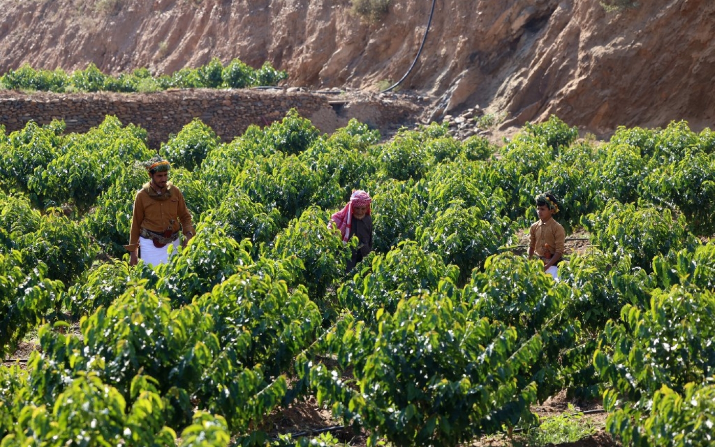 Le Saoudien Farah al-Malki, 90 ans (à gauche), son fils Ahmed, 42 ans, et son petit-fils Mansour, 11 ans, récoltent des grains de café Khawlani (AFP/Fayez Nureldine)