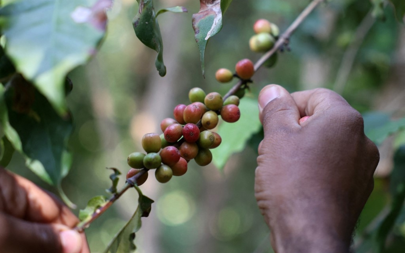 Les grains « khawlani », rouges, sont souvent mélangés à de la cardamome et à du safran pour donner une teinte jaunâtre au café (AFP/Fayez Nureldine)