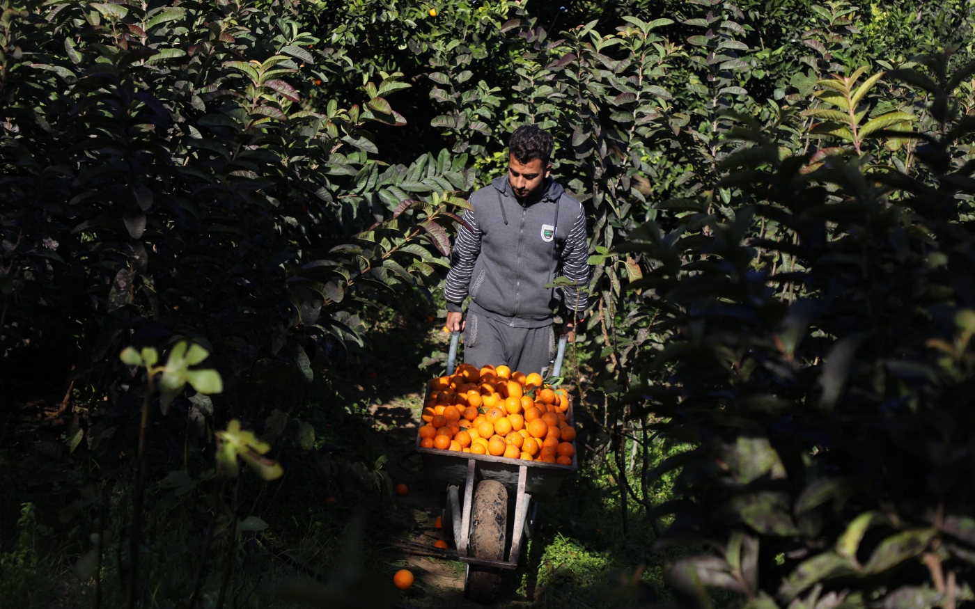 Un agriculteur palestinien récolte des oranges à Gaza (Reuters)