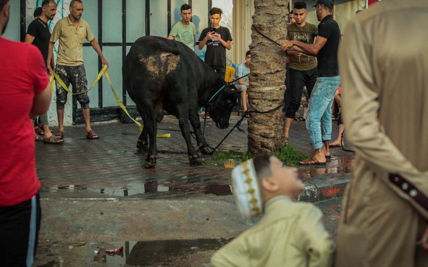 Des Palestiniens se rassemblent pour abattre du bétail avant l’Aïd al-Adha (Reuters)