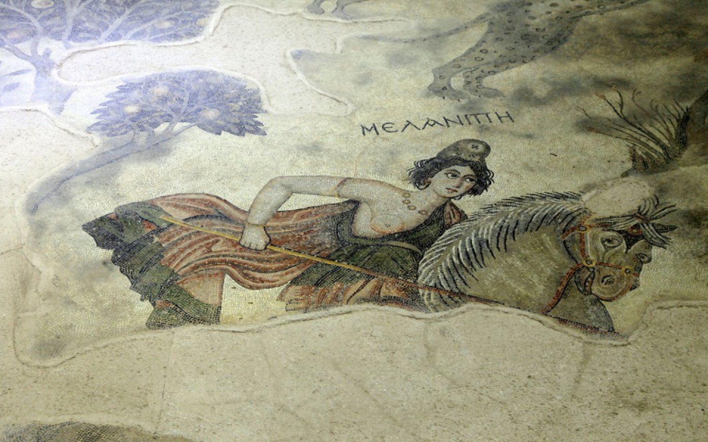 Une mosaïque byzantine exposée au musée de mosaïque d’Haleplibahçe à Şanlıurfa représente la reine des Amazones Melanippe attaquant un lion à cheval (municipalité de Şanlıurfa)