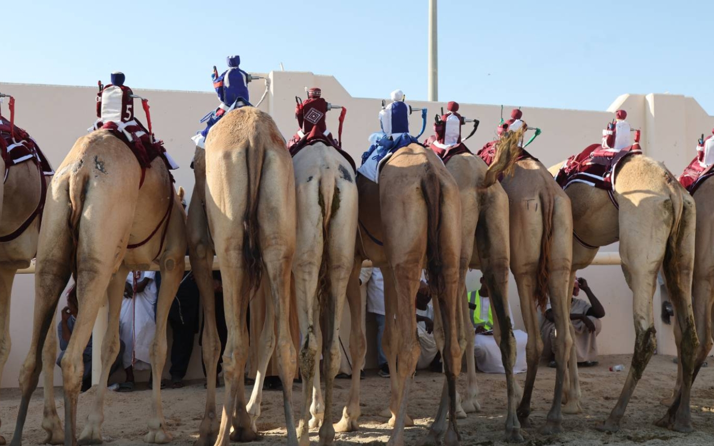 Les courses de chameaux professionnelles ont commencé au Qatar dans les années 1970, mais plus récemment les enfants jockeys ont été remplacés par des robots (AFP/Karim Jaafar)