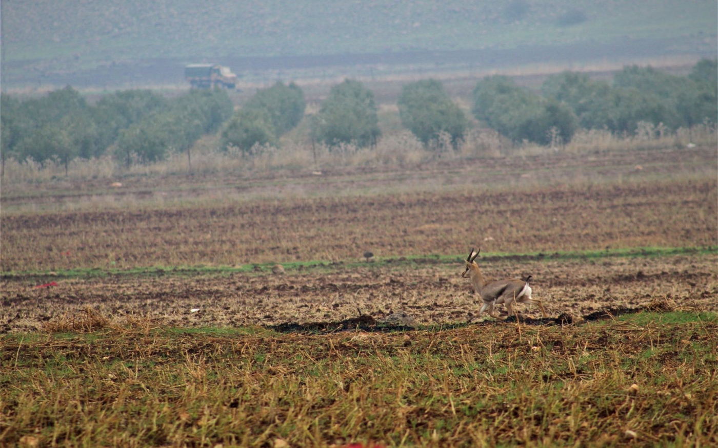 Une gazelle de montagne arpente un champ tandis qu’un véhicule militaire turc passe à l’arrière-plan (Nimet Kıraç/MEE)