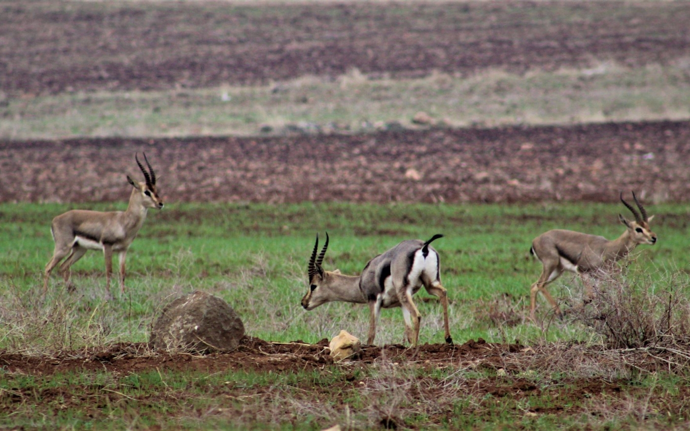 Des gazelles mâles se prêtent aux rituels lors du rut, ils peuvent alors atteindre 80 km/h (MEE/Nimet Kıraç)