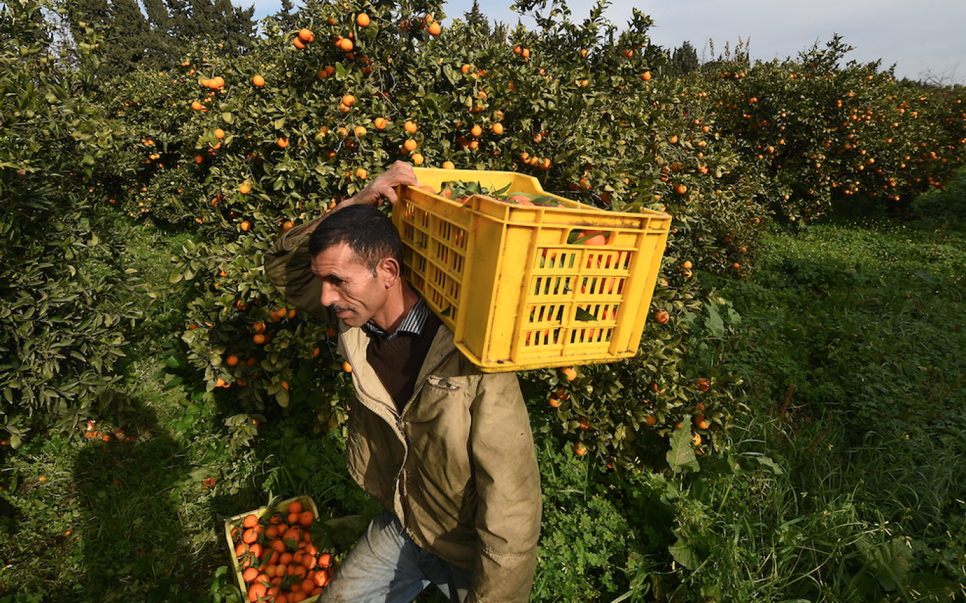 Un ouvrier tunisien ramasse des oranges dans une ferme, à Menzel Bou Zelfa, dans la région de Nabul, au nord-est du pays (AFP)