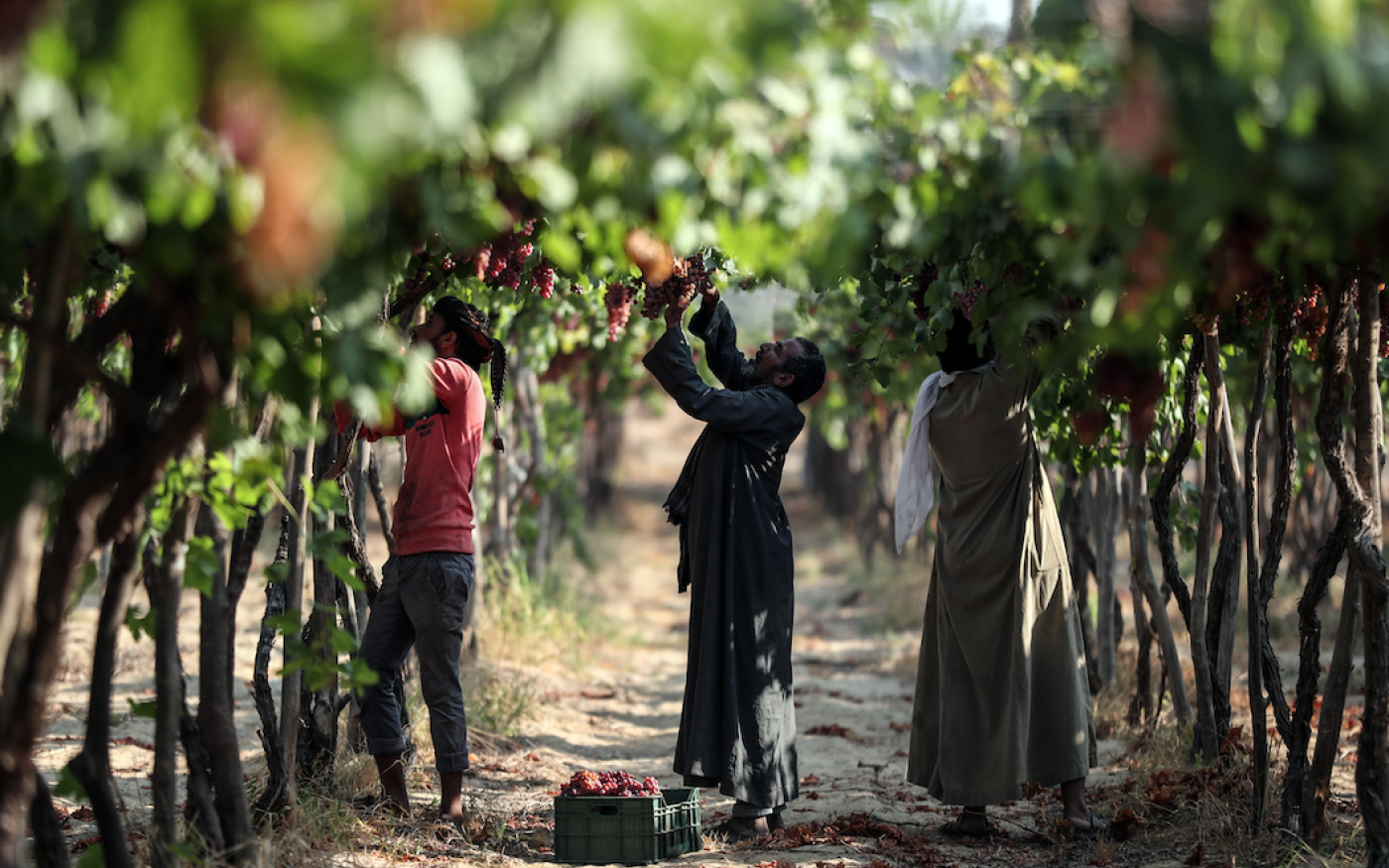 Des ouvriers égyptiens récoltent du raisin à Gizeh, en Égypte (AFP)
