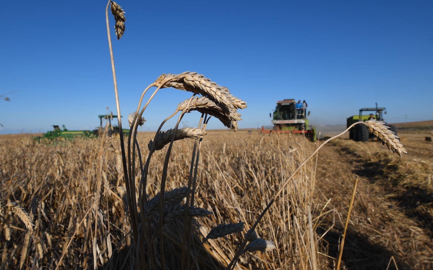 Des agriculteurs tunisiens récoltent un champ de blé dans les environs de Kalaat El-Andlous, près de la capitale Tunis (AFP)