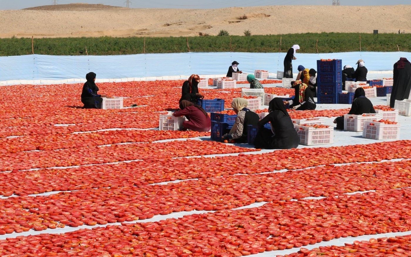 L’industrie des tomates séchées a créé des emplois pour les habitants de Louxor, en particulier pour les femmes (Amr Emam/MEE)