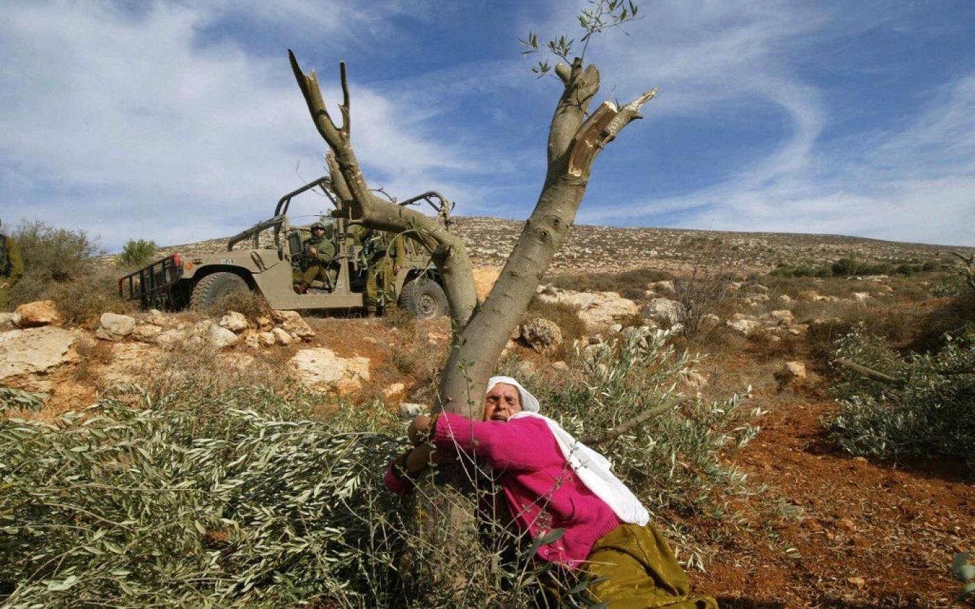 Mahfoza Oud, Palestinienne de 60 ans, pleure et enlace son olivier étêté par les Israéliens dans le village cisjordanien de Salem, en novembre 2005 (AFP)