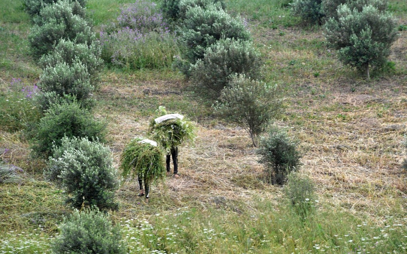 Champ d’oliviers au sud d’Alger, le 15 mai 2022 (Ryad Kramdi/AFP)