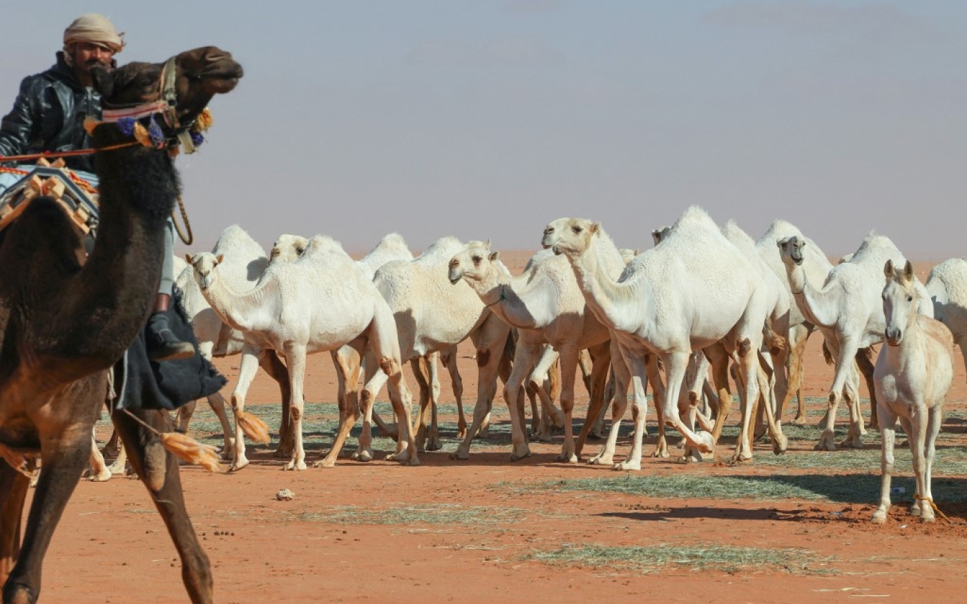 Un éleveur de chameaux saoudien conduit son troupeau lors du festival de chameaux du roi Salmane ben Abdelaziz al-Saoud dans le désert de Rumah, au nord-est de la capitale saoudienne Riyad, le 10 janvier 2023 (AFP/Fayez Nureldine)