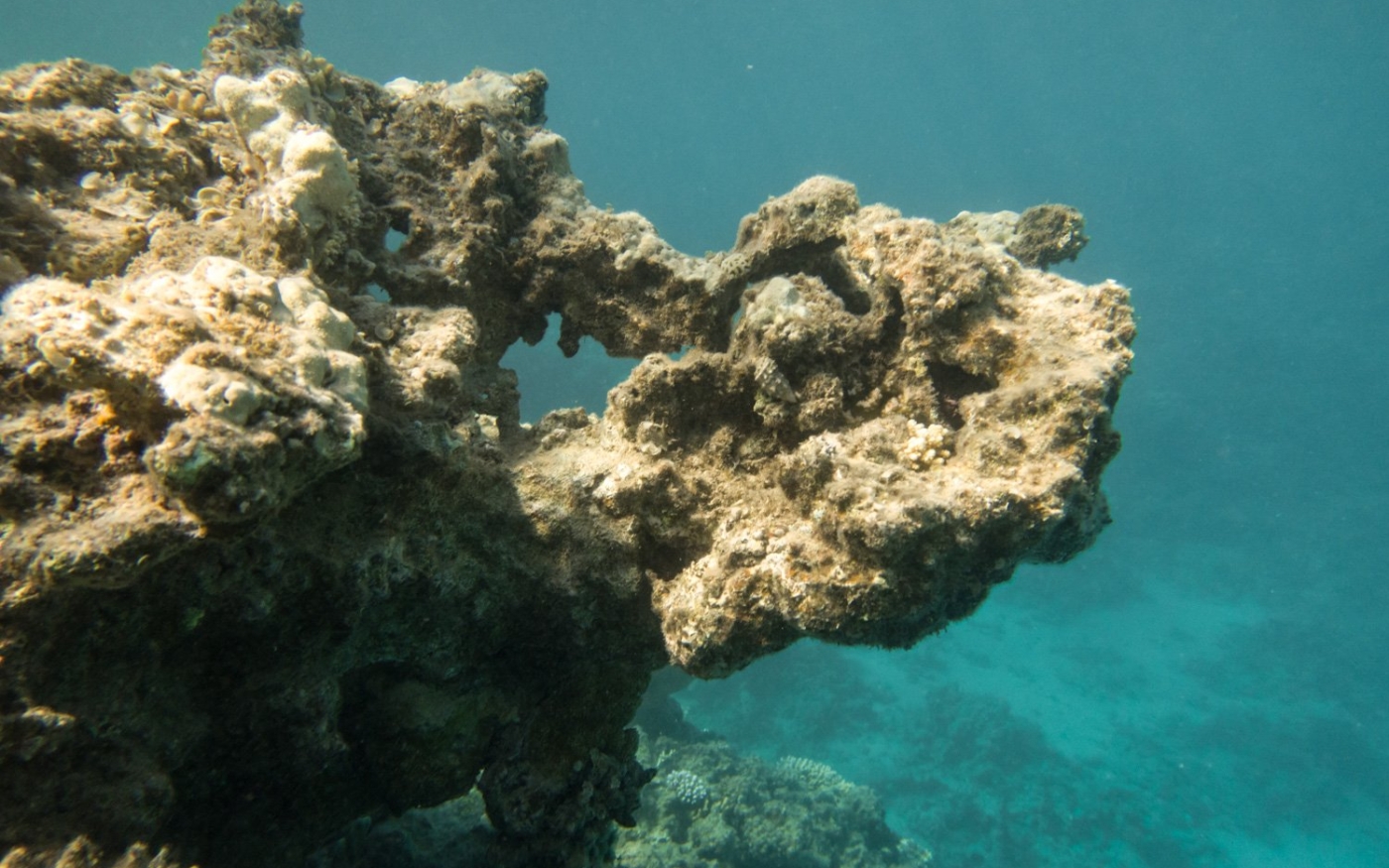 Récif corallien en grande partie mort à Three Pools, à Dahab, en juin 2021 (MEE/Elizabeth Fitt)