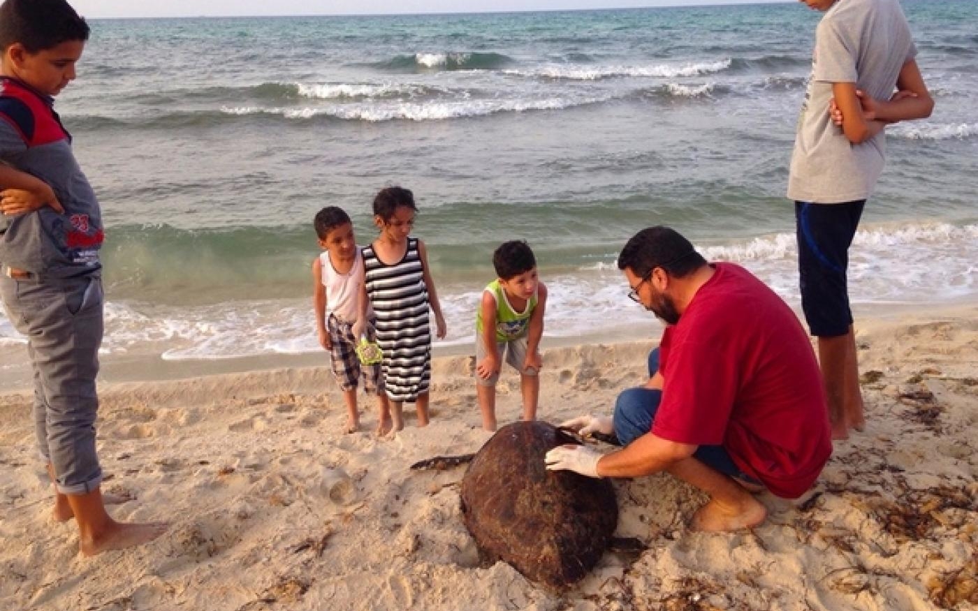 Farwa abrite deux espèces de tortues et leur découverte est un moment fort pour les touristes qui visitent l’île lors d’excursions (MEE/Mohamed Ben Khalifa)