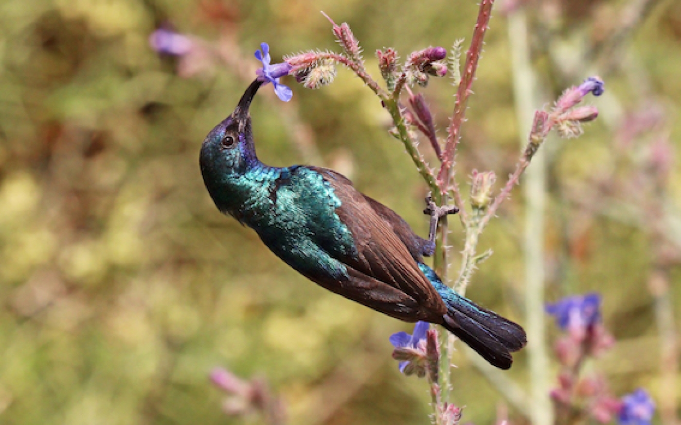 Le Souimanga de Palestine mâle est d’un bleu-vert irisé tandis que la femelle est toute grise avec une queue noire (Reuters)