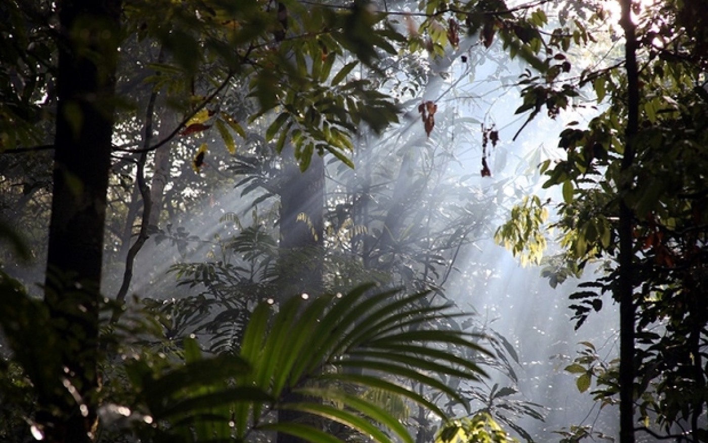 La forêt amazonienne au Brésil (Jon Rawlinson/Flickr/CC)