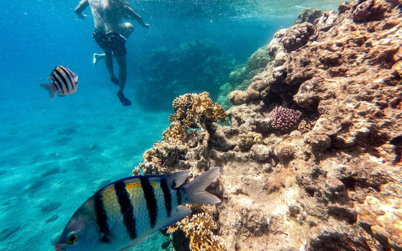 Des poissons et des gens nagent près du récif de corail dans les eaux de la mer Rouge, près de la ville d’Eilat, dans le sud d’Israël, le 14 septembre 2023 (AFP/Menahem Kahana)