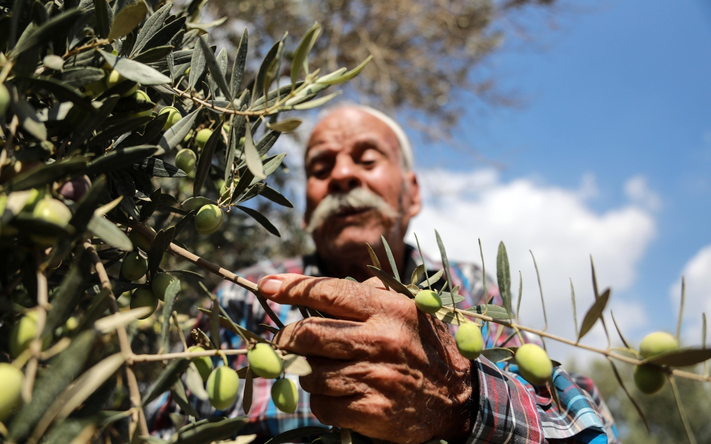 Les Palestiniens chérissent la saison de la récolte des olives car c’est une source de revenus et permet aux familles de se rassembler. La tradition existe depuis des générations (Reuters)
