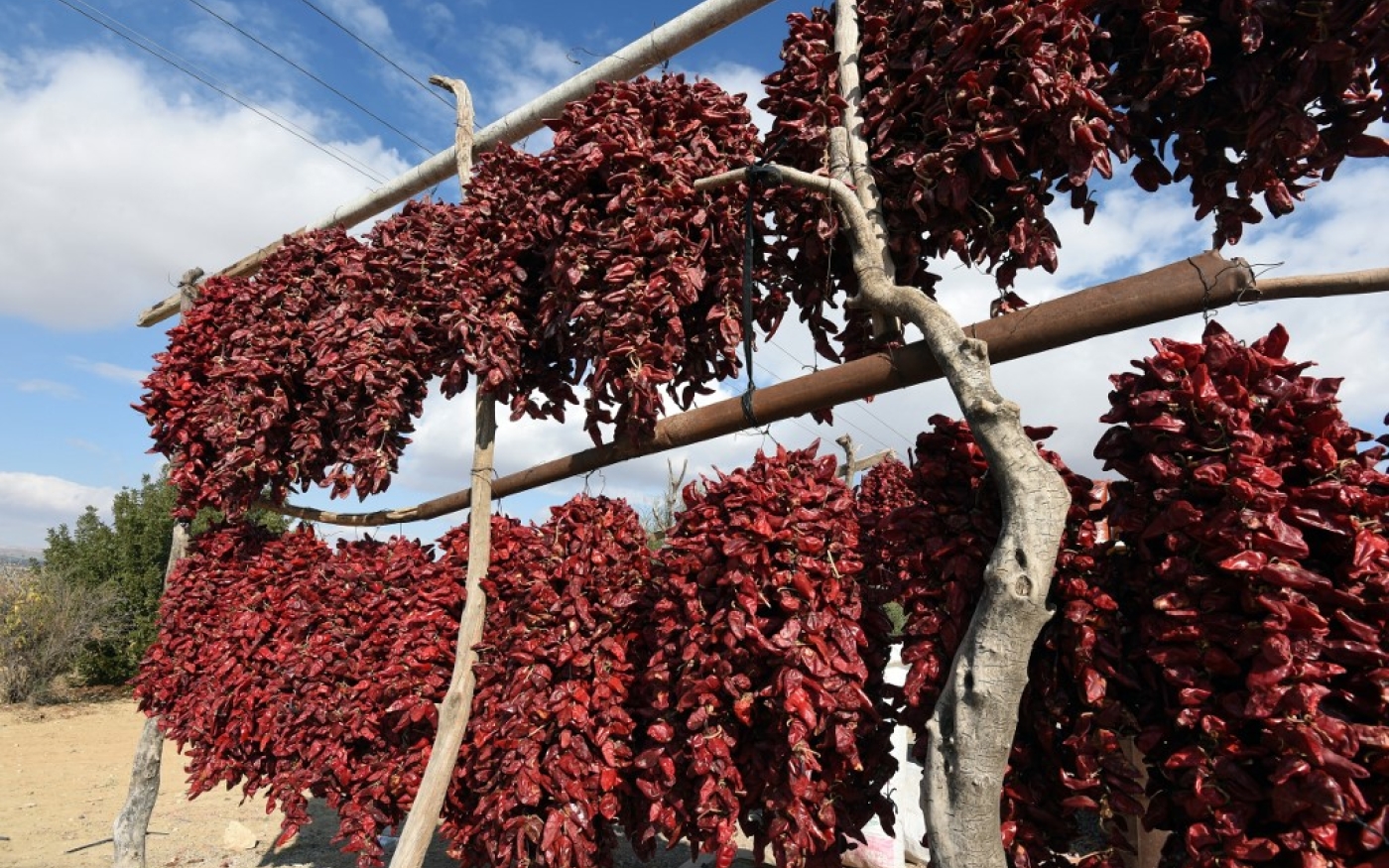 Des piments rouges utilisés dans la fabrication de la harissa sèchent à Kairouan, à environ 160 kilomètres au sud de Tunis, le 15 décembre 2015 (AFP/Fethi Belaïd)