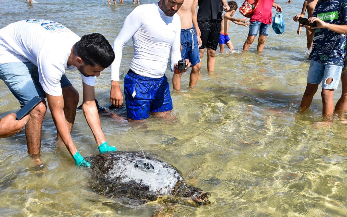 L’une des trois espèces de tortues protégées, une balise fixée sur le dos, est relâchée sur les côtes de Sfax, au centre-est de la Tunisie, le 15 octobre 2023 (AFP/Imed Haddad)