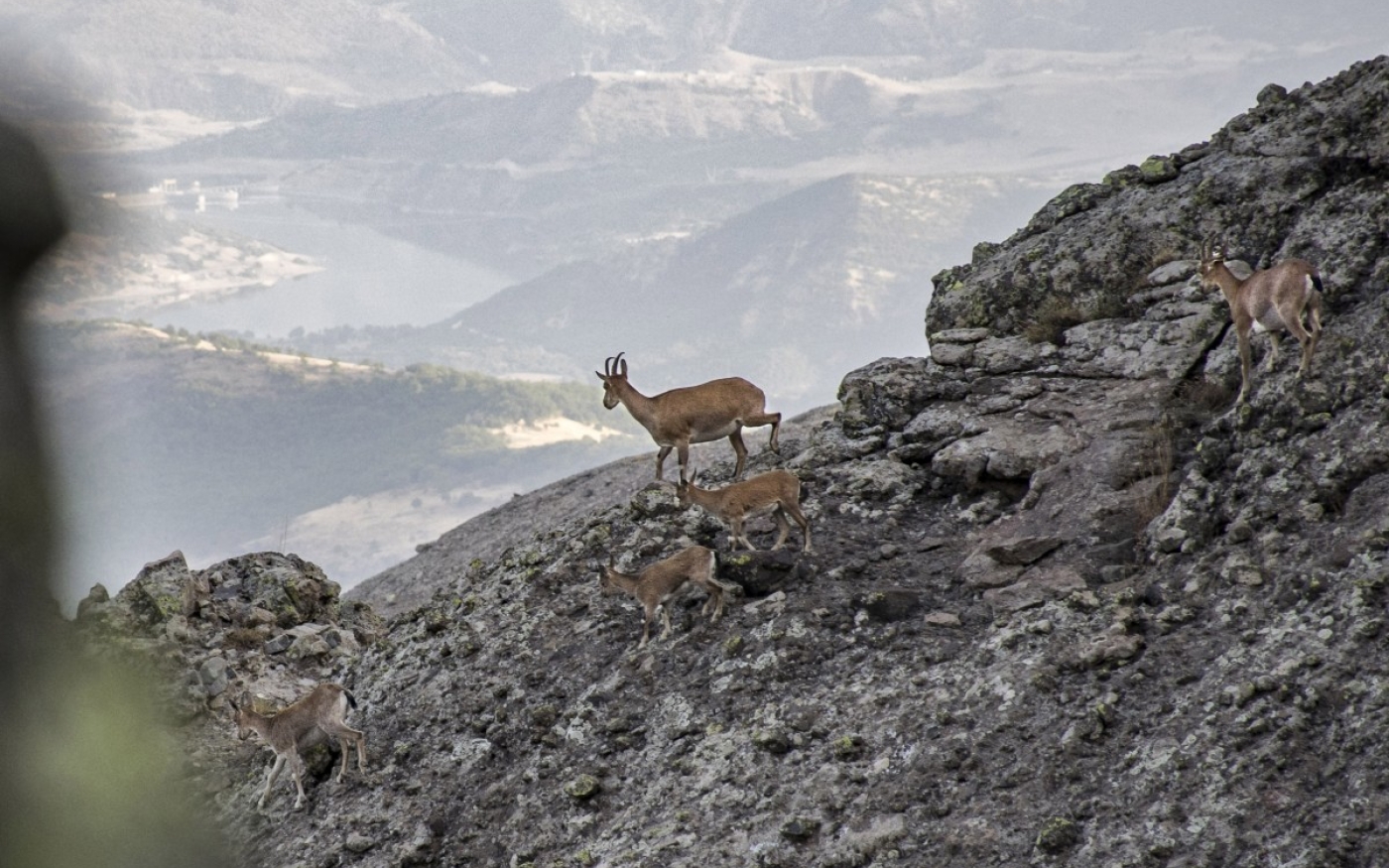 Des chèvres de montagne descendent le Düzgün Baba (MEE/Nick Ashdown)